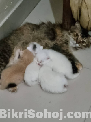 Persian cat